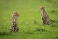 Two cheetah cubs sit in heavy rain Royalty Free Stock Photo