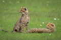 Two cheetah cubs sit and lie together Royalty Free Stock Photo