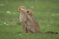 Two cheetah cubs sit looking opposite ways Royalty Free Stock Photo