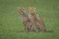 Two cheetah cubs sit side-by-side on grass Royalty Free Stock Photo