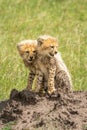 Two cheetah cubs sit on termite mound Royalty Free Stock Photo