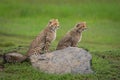 Two cheetah cubs sit together behind rock Royalty Free Stock Photo