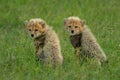 Two cheetah cubs sit together in grass Royalty Free Stock Photo