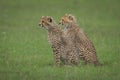 Two cheetah cubs sit together on grass Royalty Free Stock Photo