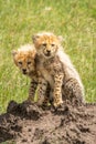 Two cheetah cubs sitting on termite mound Royalty Free Stock Photo