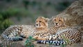 Two Cheetah cubs