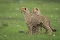 Two cheetah cubs stand and sit together Royalty Free Stock Photo