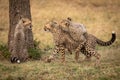 Two cheetah cubs wrestling beside one sitting Royalty Free Stock Photo