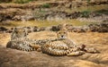 Two cheetah lying on ground Royalty Free Stock Photo