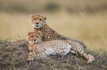 Two cheetah lying in the savanna. Kenya. Tanzania. Africa. National Park. Serengeti. Maasai Mara.