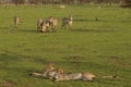 Two cheetahs resting on the grasslands Royalty Free Stock Photo