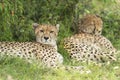 Two cheetah are sleeping in bush in Masai Mara, Kenya Royalty Free Stock Photo