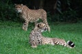 Two Cheetahs Royalty Free Stock Photo