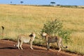 Two cheetahs Royalty Free Stock Photo