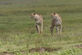 Two Cheetahs Acinonyx jubatus