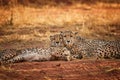 Two cheetahs, Acinonyx jubatus, couple lying on the ground with heads touching together and staring at the photographer. Ground