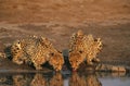 Two Cheetahs (Acinonyx Jubatus) drinking at waterhole