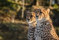 Two cheetahs, Acinonyx jubatus, looking to the left