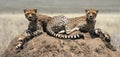 Two Cheetahs (Acinonyx jubatus) on a termite mound