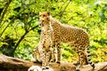 Two cheetahs Acinonyx jubatus.