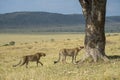 Two cheetahs approaching a big tree at Masai Mara, Kenya Royalty Free Stock Photo