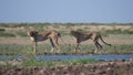 Two Cheetahs around a water hole Royalty Free Stock Photo