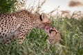 Two Cheetahs bonding in Kgalagadi. Royalty Free Stock Photo