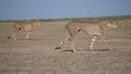 Two Cheetahs at Central Kalahari Game Reserve