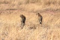 Two cheetahs in the early morning, preparing to hunt togehter, in Kruger National Park, South Africa Royalty Free Stock Photo