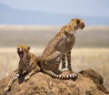 Two cheetahs on the hill in the savannah. Kenya. Tanzania. Africa. National Park. Serengeti. Maasai Mara. Royalty Free Stock Photo