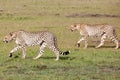 Two Cheetahs hunting Royalty Free Stock Photo