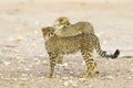 Two Cheetahs in the Kalahari Desert Royalty Free Stock Photo