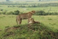 Two cheetahs look for any nearby dangers while resting on top of a small hill in the Masai Mara in Kenya Royalty Free Stock Photo