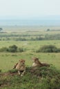 Two cheetahs look for any nearby dangers while resting on top of a small hill in the Masai Mara in Kenya Royalty Free Stock Photo