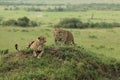 Two cheetahs look for any nearby dangers while resting on top of a small hill in the Masai Mara in Kenya Royalty Free Stock Photo