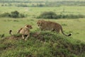 Two cheetahs look for any nearby dangers while resting on top of a small hill in the Masai Mara in Kenya Royalty Free Stock Photo