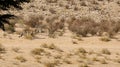 Two cheetahs moving in the arid landscape in the Kalahari Desert in the Kgalagadi Transfrontier Park b Royalty Free Stock Photo