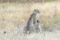 Two cheetahs overlooking the plains