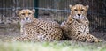 Two cheetahs preparing for hunt, cheetahs focused on prey, attractive scene with two cheetah brothers preparing for hunt Royalty Free Stock Photo