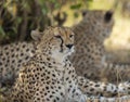 Two cheetahs relaxing below a small bust at Masai Mara,Kenya