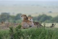 Two Cheetahs relaxing after a long walk at Masai Mara Game Reserve,Kenya Royalty Free Stock Photo