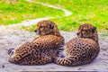 two cheetahs are resting nearby on the green grass, close up Royalty Free Stock Photo