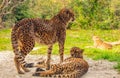 two cheetahs are resting nearby on the green grass, close up Royalty Free Stock Photo