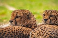 two cheetahs are resting nearby on the green grass, close up Royalty Free Stock Photo