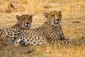 Two cheetahs resting on the plains in Hwange Nationa; Park Royalty Free Stock Photo