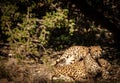 Two Cheetahs Resting Royalty Free Stock Photo