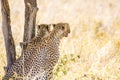 Two cheetahs rests under tree after meal in Serengeti Royalty Free Stock Photo