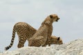 Two cheetahs on a rock Royalty Free Stock Photo