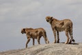 Two cheetahs on a rock Royalty Free Stock Photo