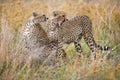 Two cheetahs in the savannah. Kenya. Tanzania. Africa. National Park. Serengeti. Maasai Mara. Royalty Free Stock Photo